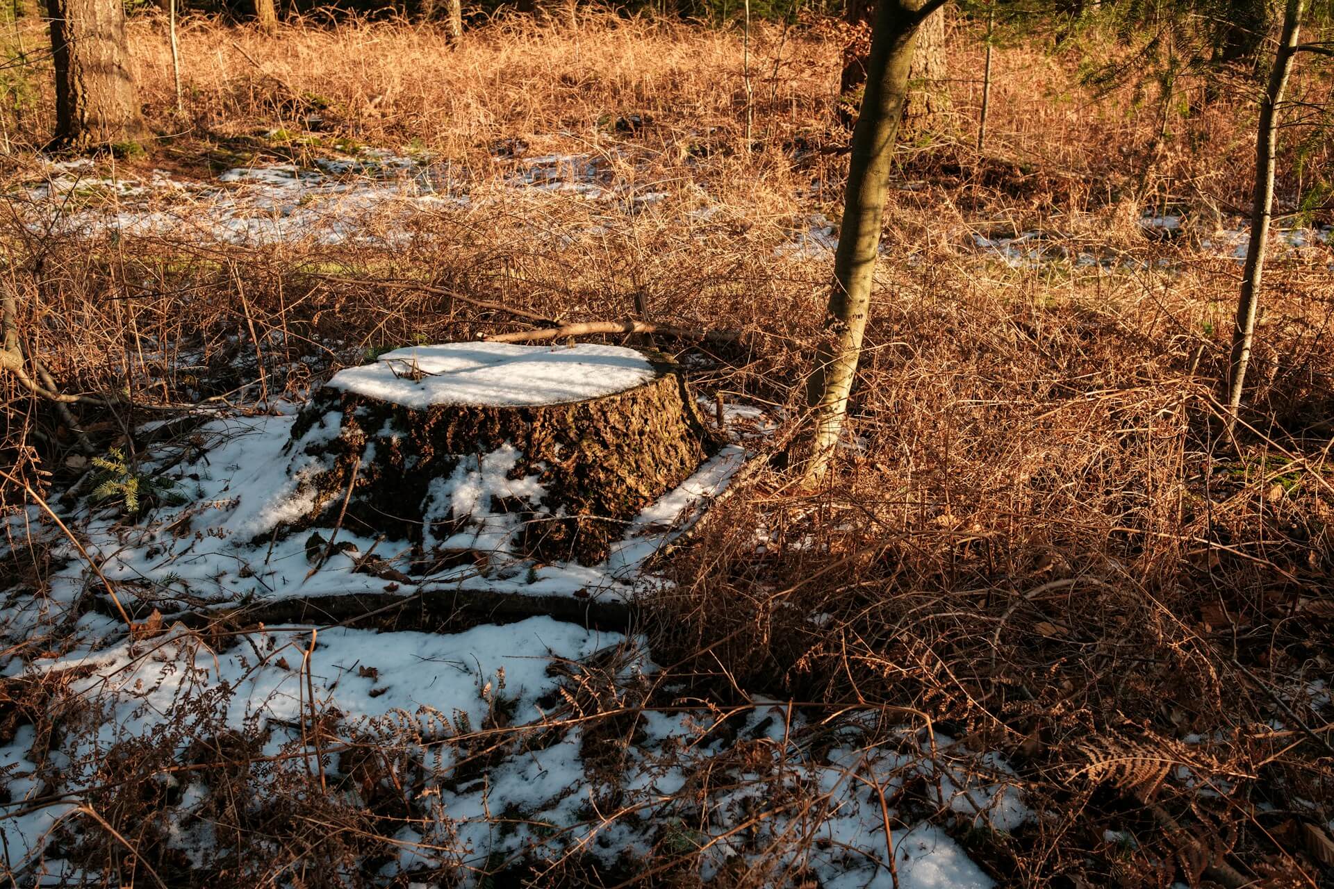 stump removals in sunderland