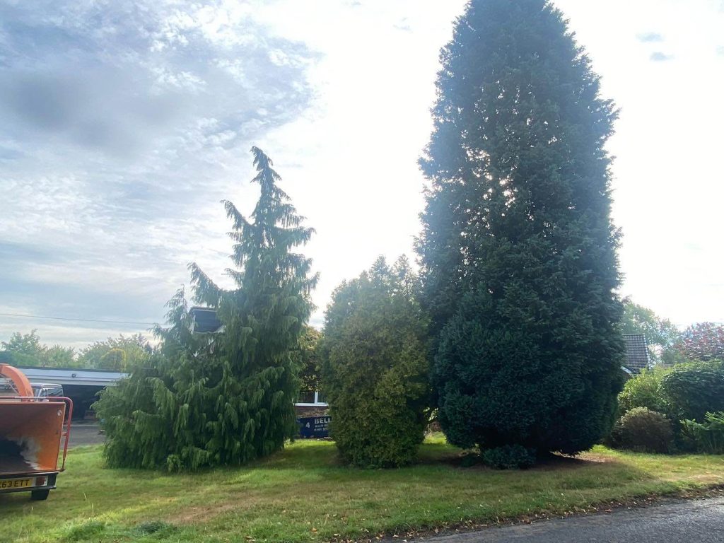 tree surgeon sunderland