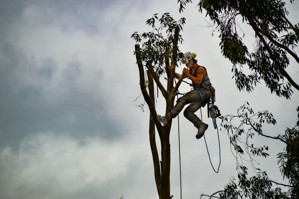 commercial tree services in sunderland