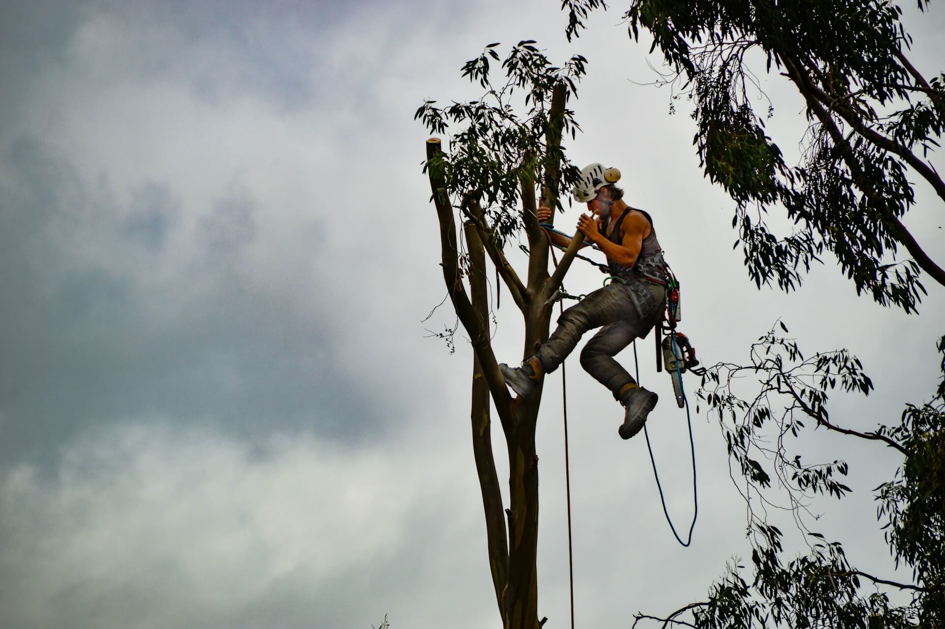 commercial tree services in sunderland