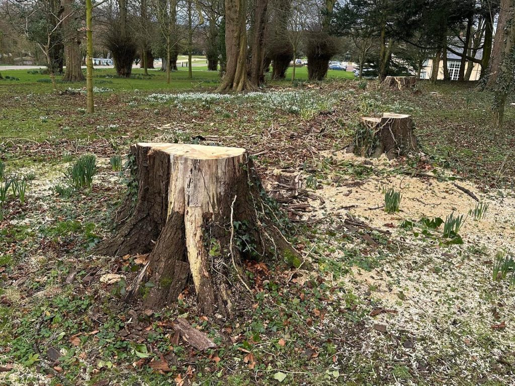emergency tree removal in sunderland