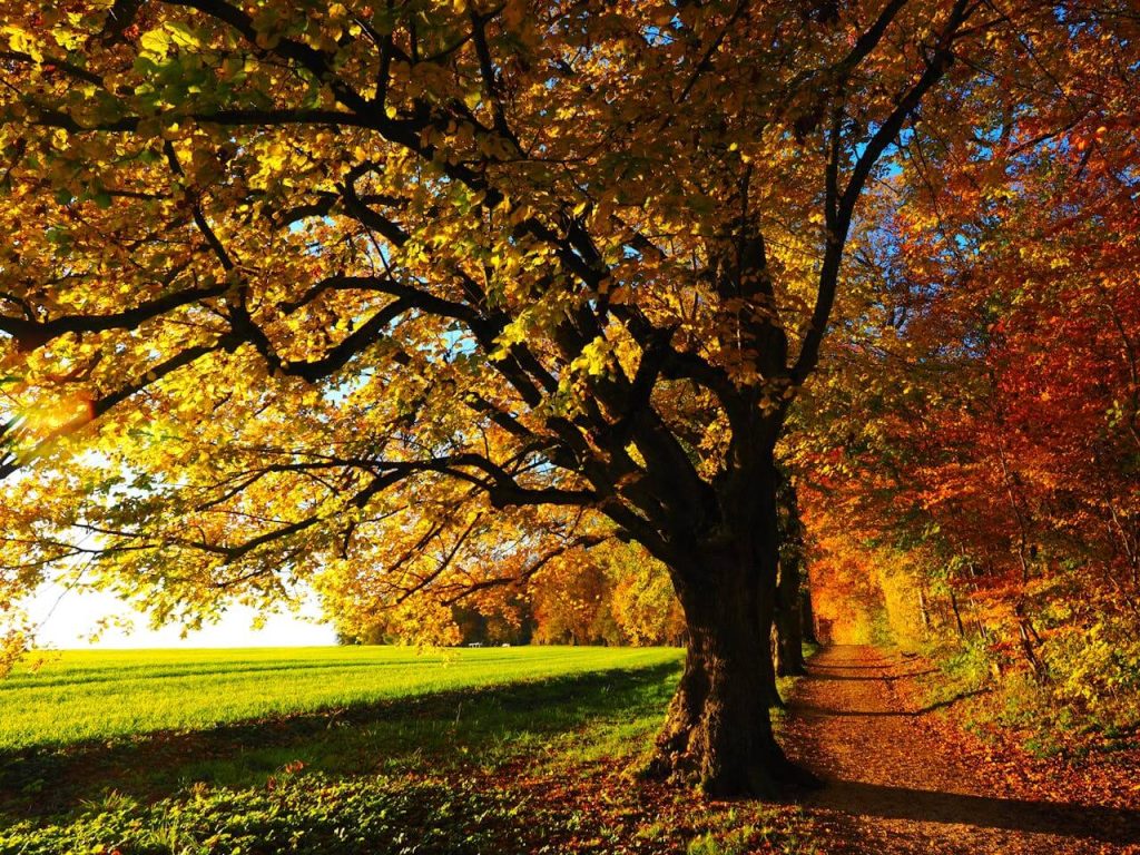 tree surveys in sunderland
